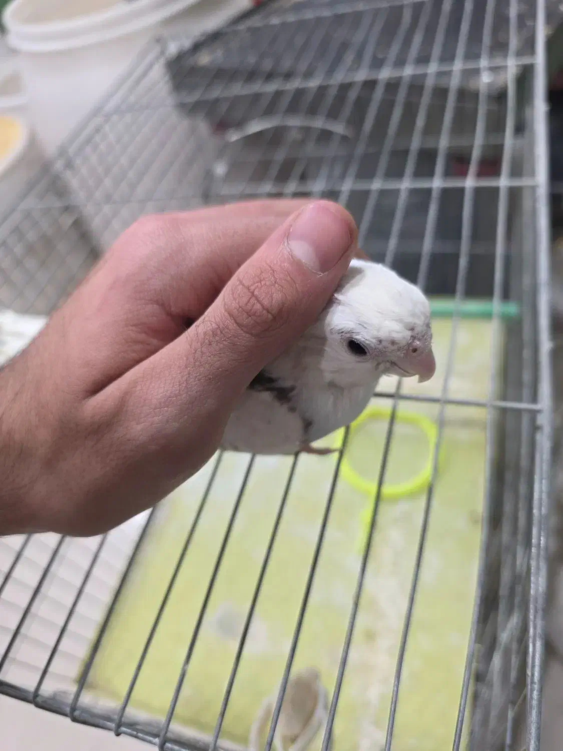 عروس هلندی|پرنده|اشنویه, |دیوار