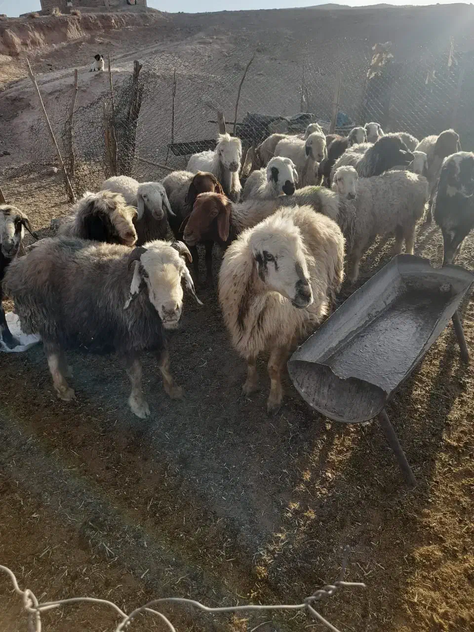 ۱۹راس شیشک میش داستی|حیوانات مزرعه|ارژن, |دیوار