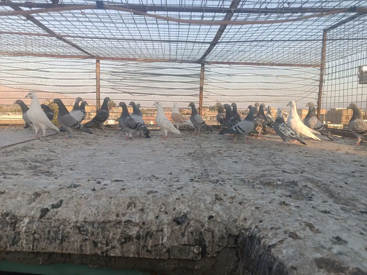 ماده مسافتی|پرنده|شیراز, نصر|دیوار