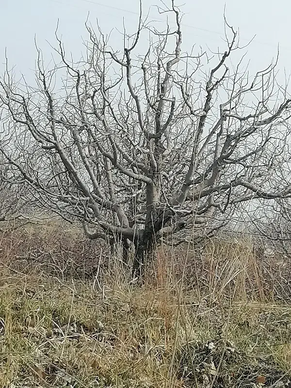 هرس کاری باغات|خدمات باغبانی و درختکاری|مراغه, |دیوار