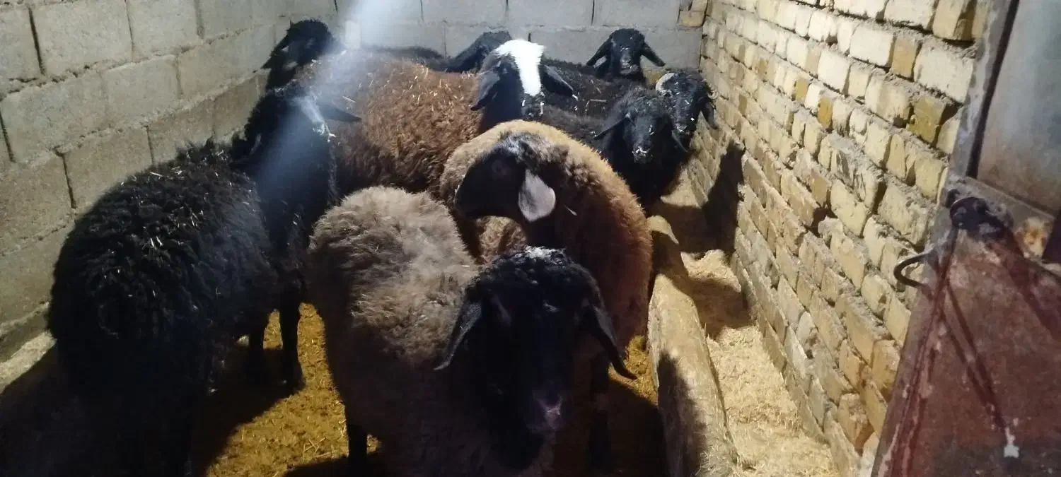 بره نرفروشی|حیوانات مزرعه|آوج, |دیوار