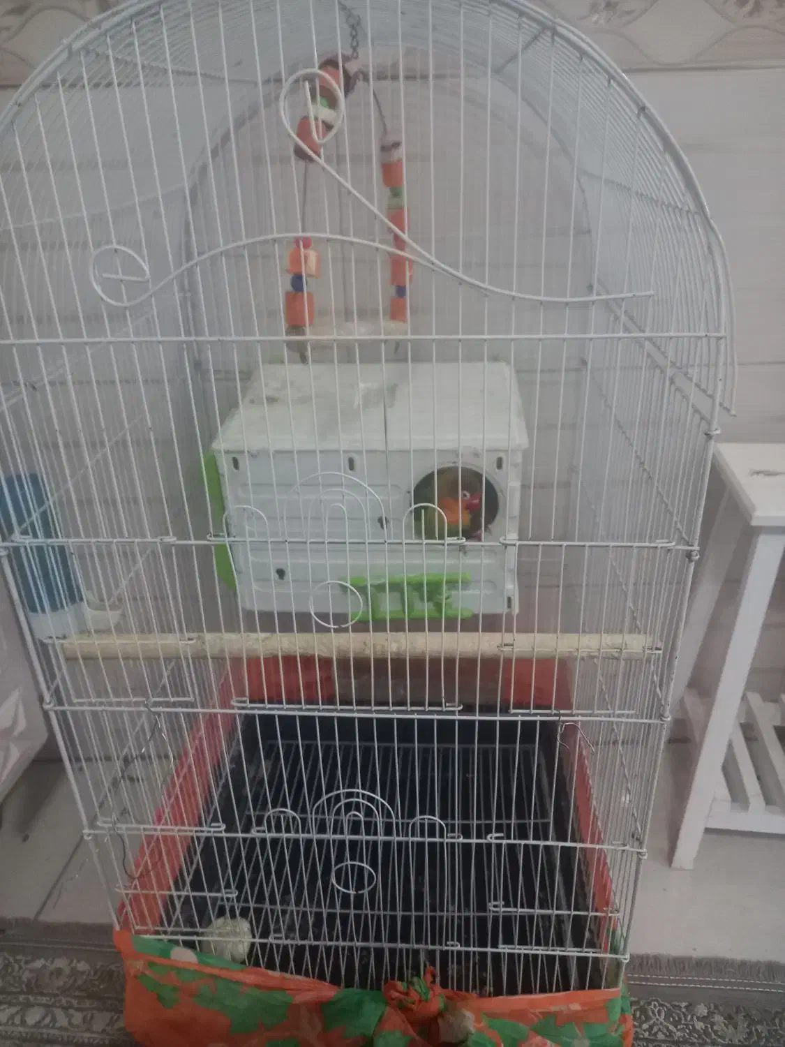 طوطی برزیلی  همراه با وسایل|پرنده|محمدیه-قزوین, |دیوار