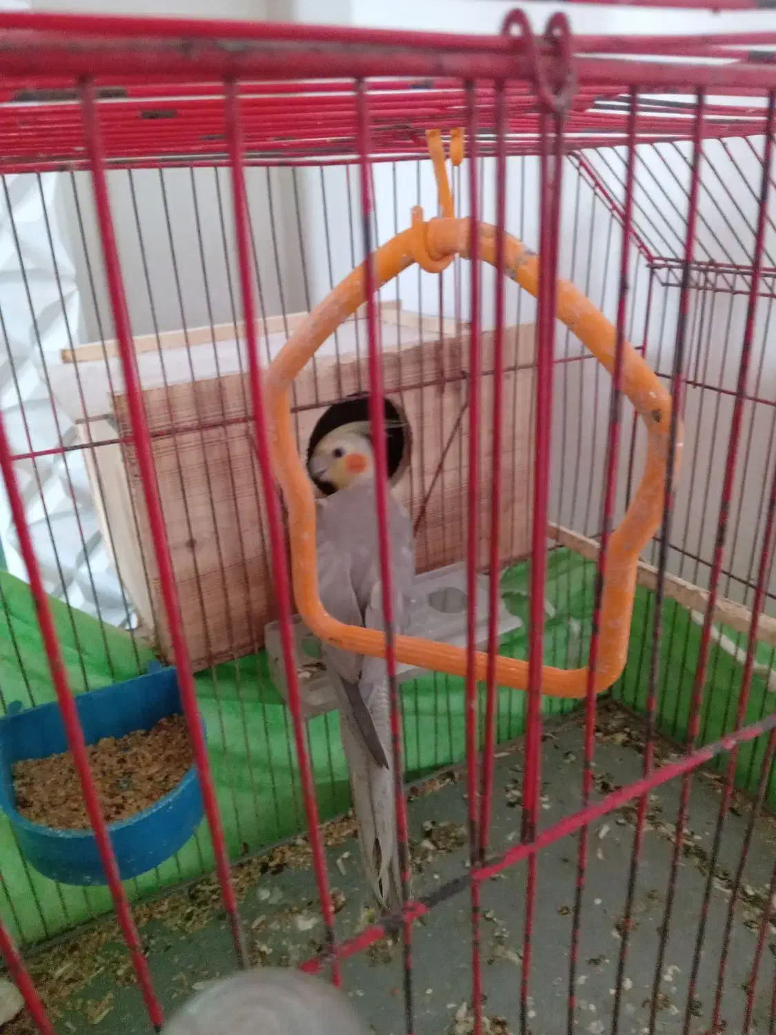 عروس هلندی|پرنده|رضوانشهر, |دیوار