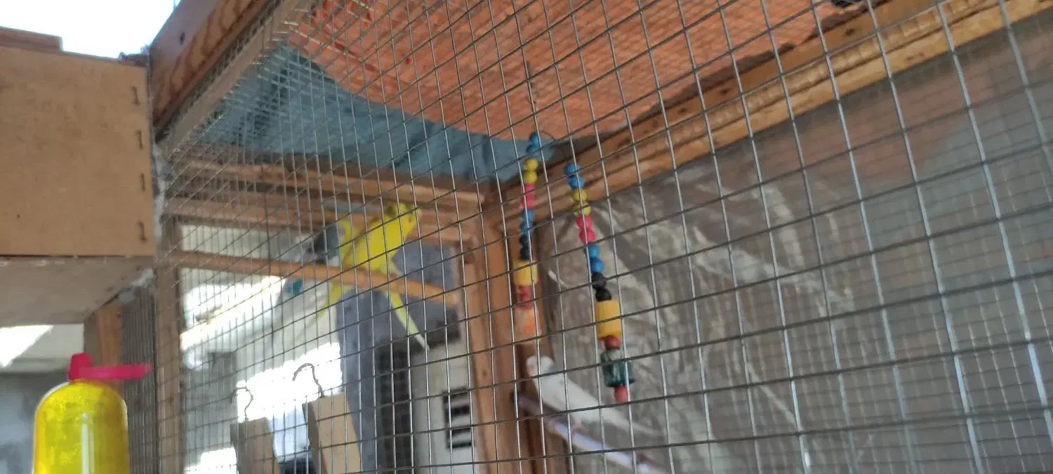 مرغ عشق|پرنده|الوند, |دیوار