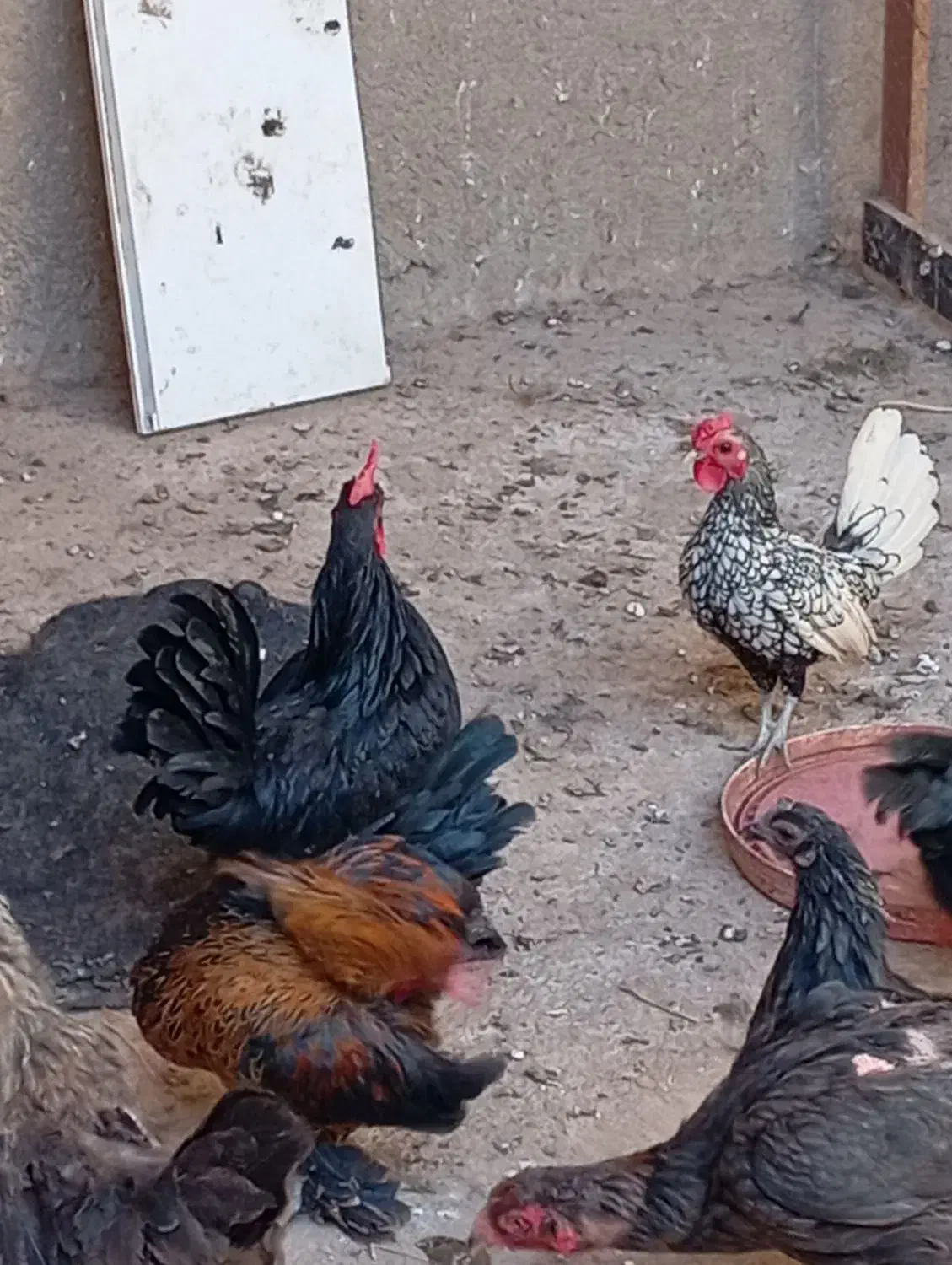 مرق خوروس مینیاتوری|حیوانات مزرعه|دشتابی, |دیوار