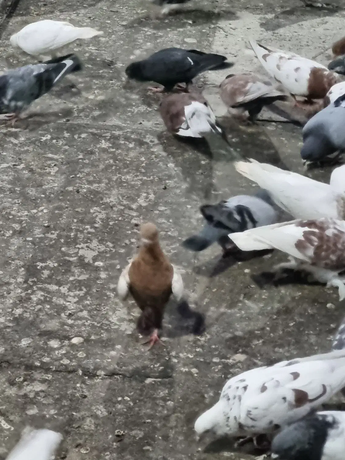 زیل کبوتر|پرنده|تبریز, |دیوار