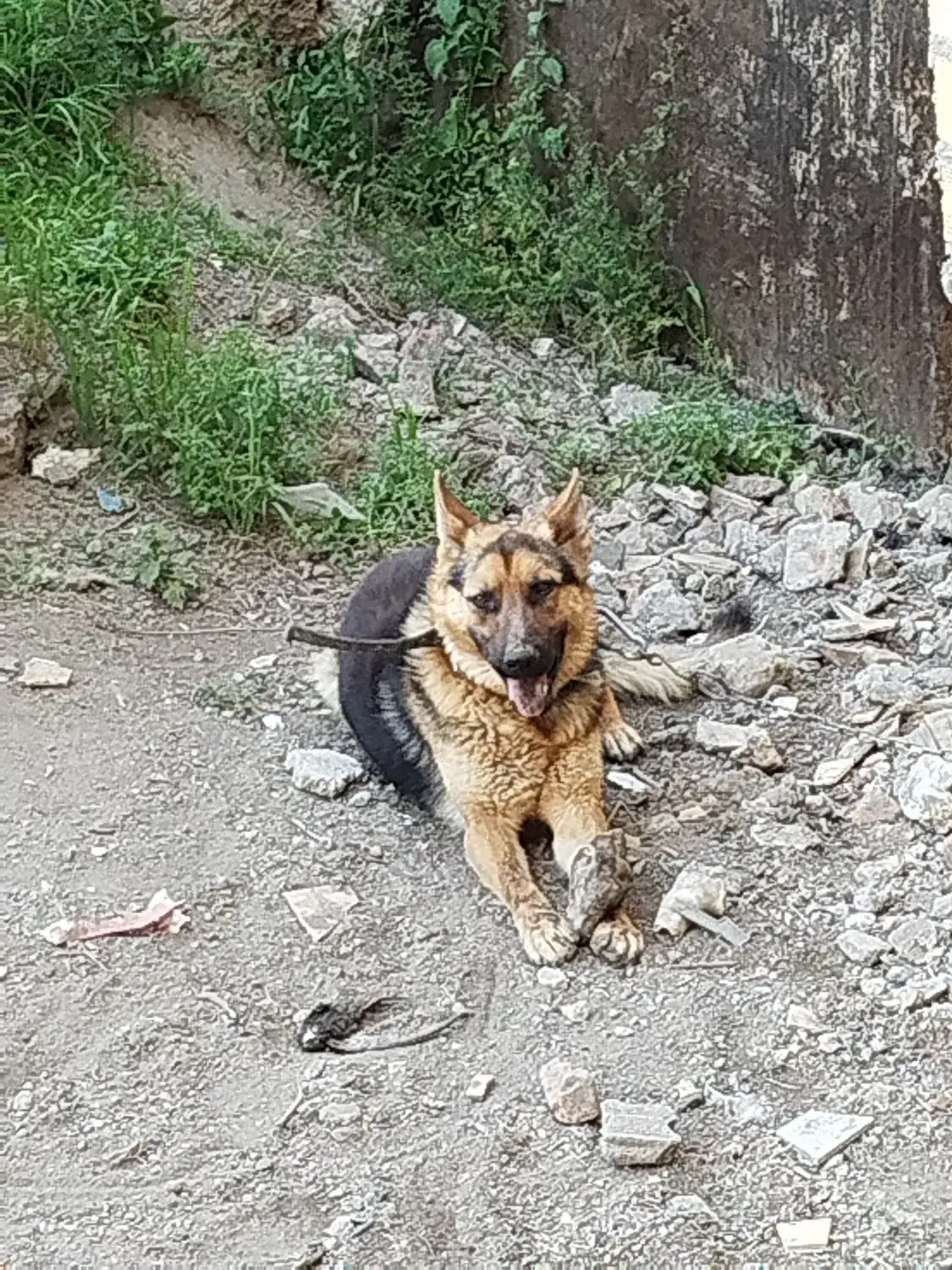 سگ نژاد ژرمن|سگ|مشگین شهر, |دیوار