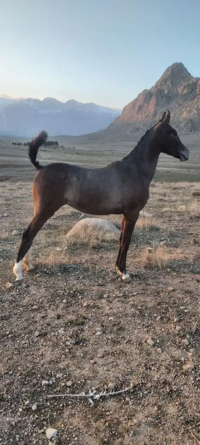 اسب|اسب و تجهیزات اسب‌سواری|بیستون, |دیوار