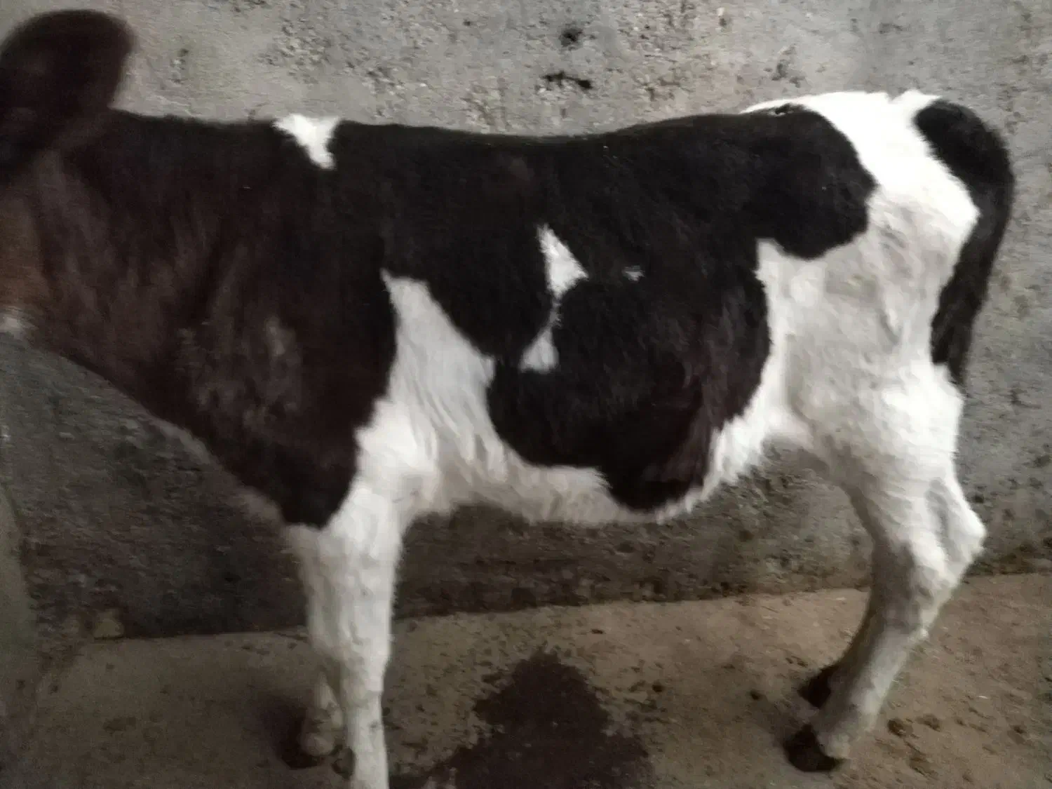 گوساله شیری15روزه|حیوانات مزرعه|بیرجند, |دیوار