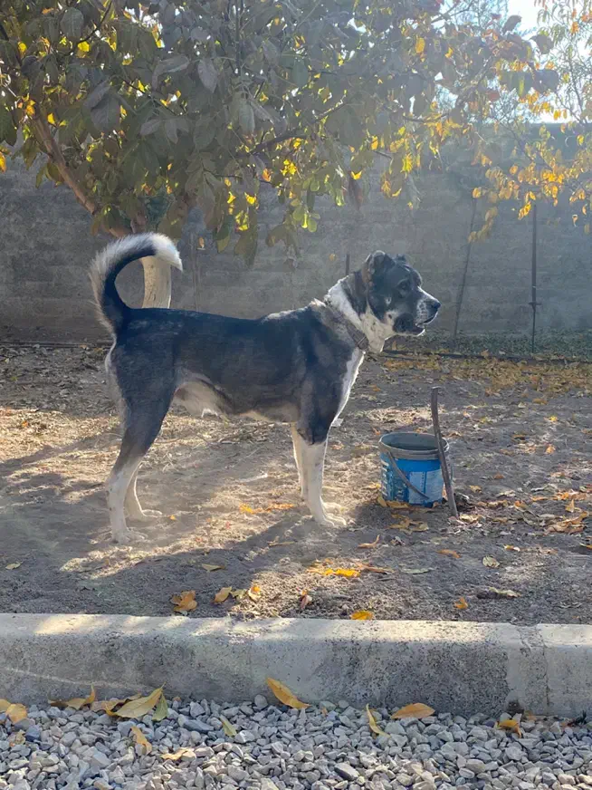 سگ سرابی نر|سگ|کرمانشاه, |دیوار