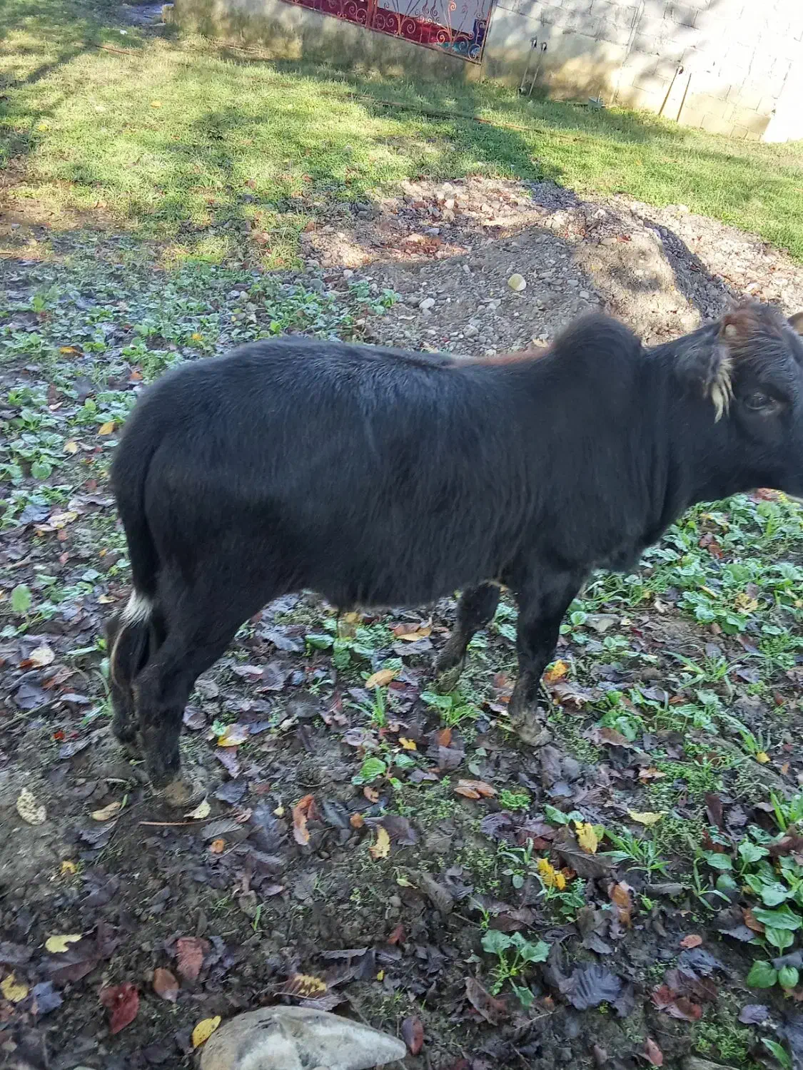 گاو محلی گوساله نر|حیوانات مزرعه|سیاهکل, |دیوار