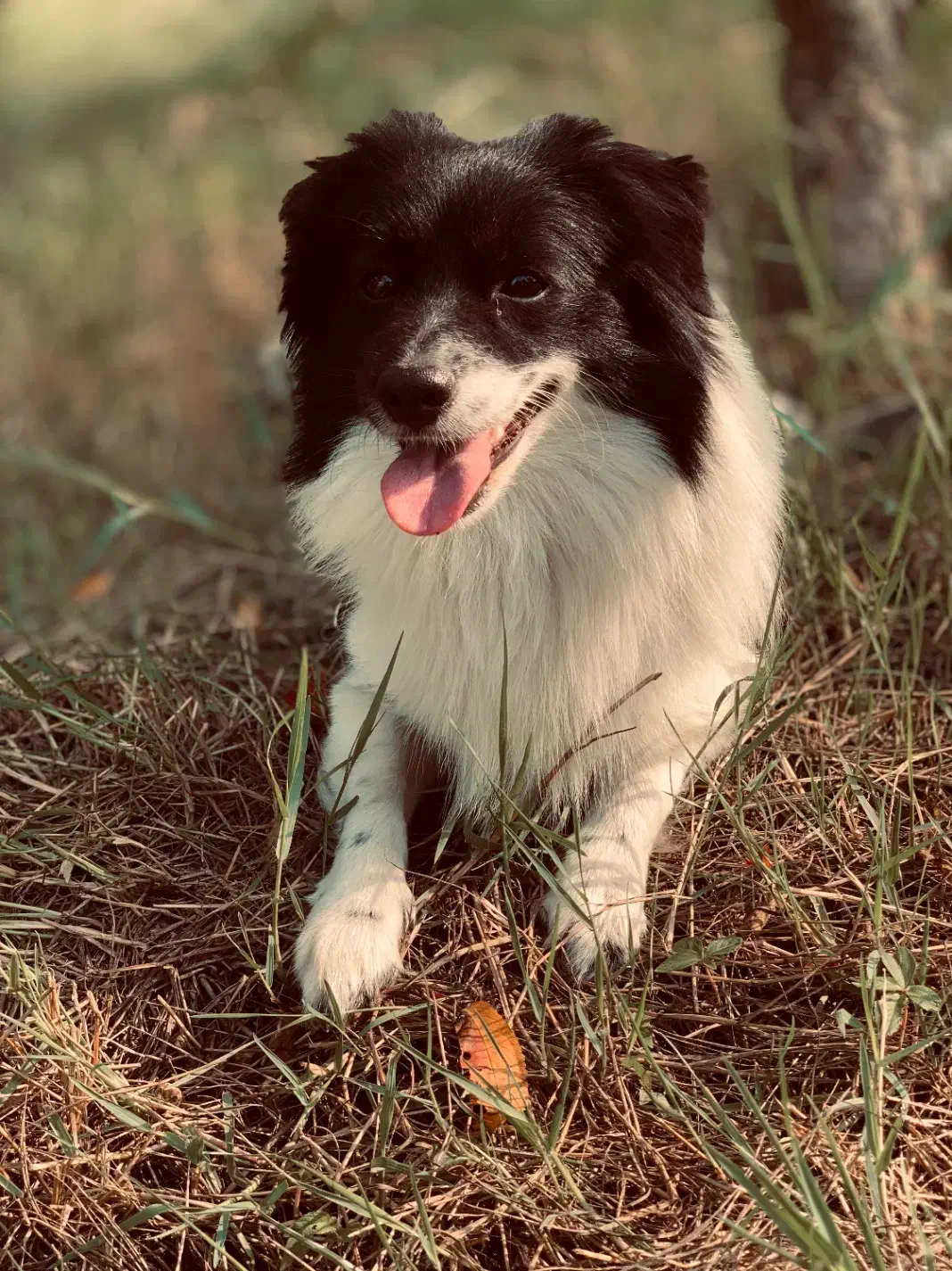 فروش نژاد های شیواوا و پامر اشپیتز هردو نر|سگ|سورک, |دیوار