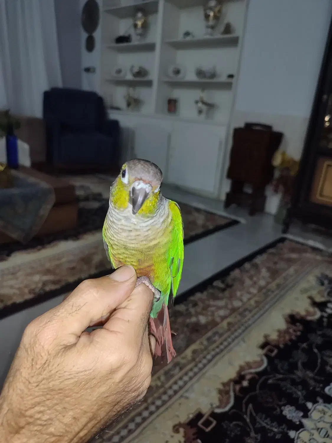 طوطی گرینچیک|پرنده|کرمانشاه, |دیوار