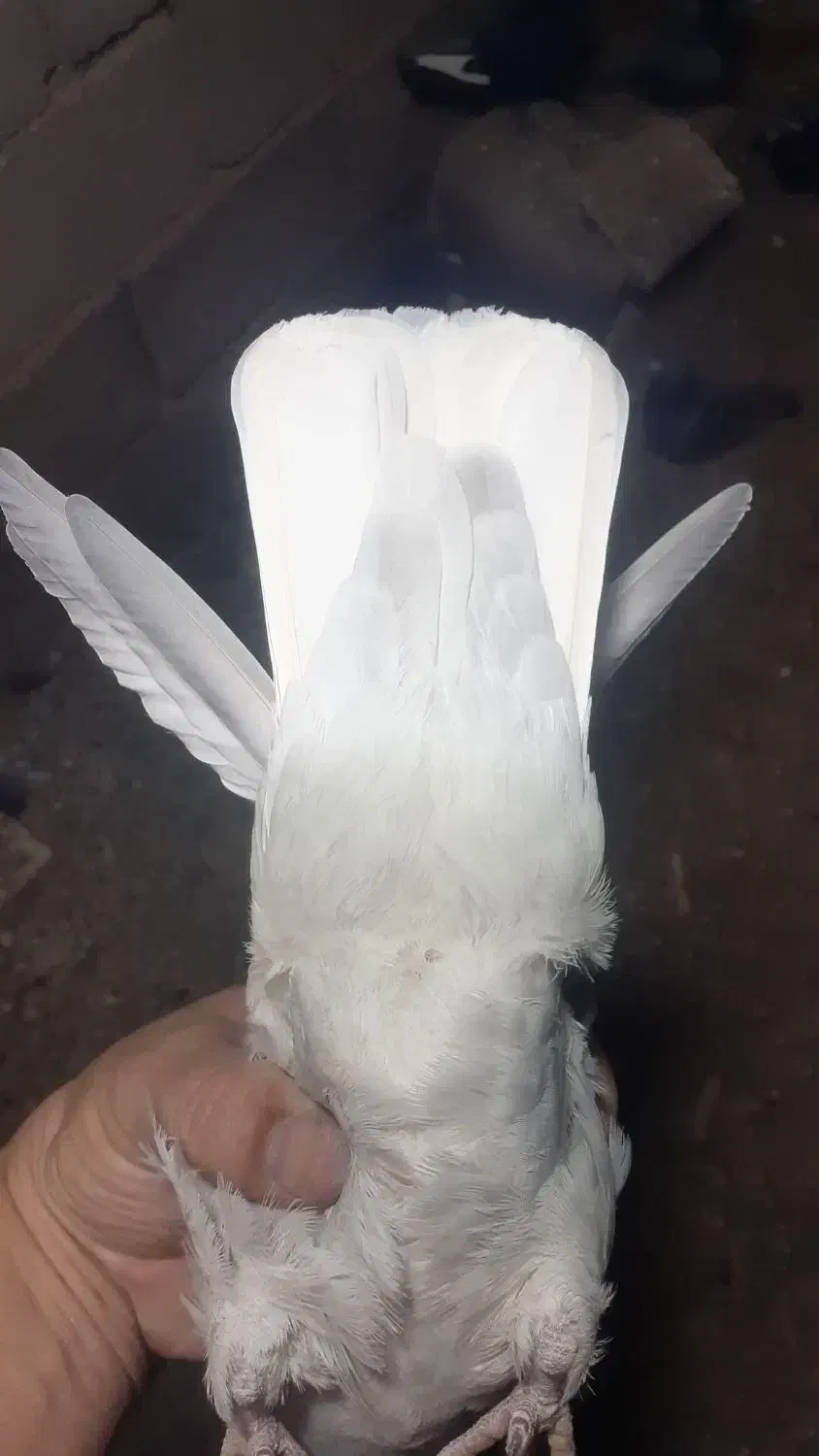 فروش کبوتر|پرنده|نگار, |دیوار