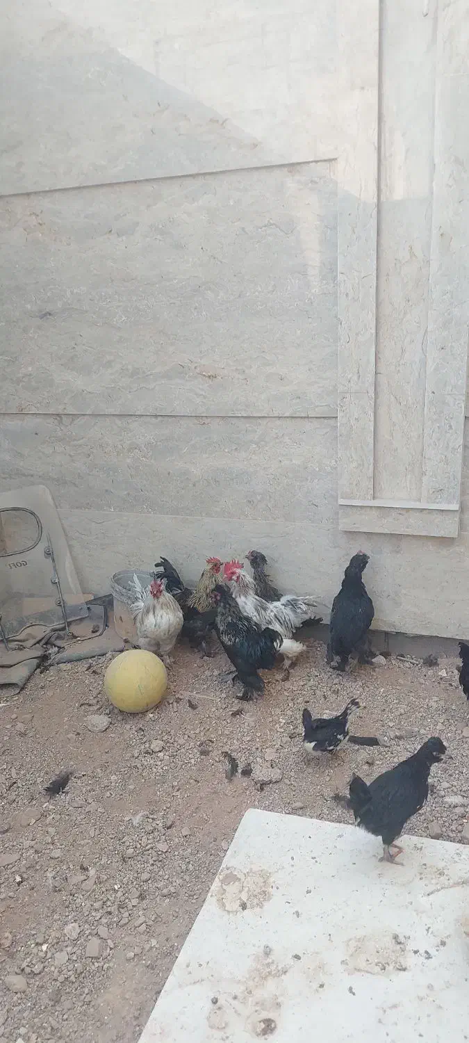 مرغ و خروس|حیوانات مزرعه|هشتگرد, فاز ۲ مهستان|دیوار