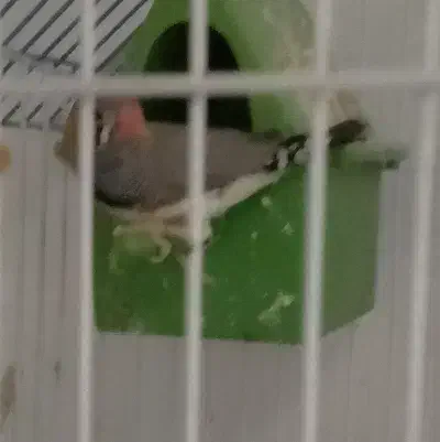 پول نیازم قیمت مناسب انواع طوطی سانان معاوضه فروش|پرنده|اردکان, |دیوار