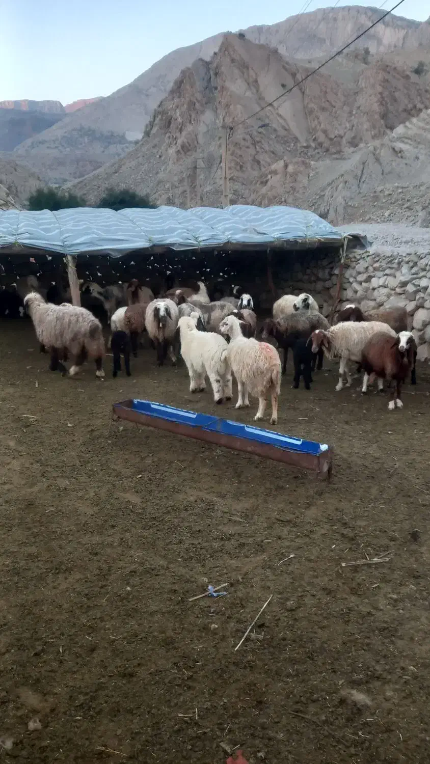 میش داشتی|حیوانات مزرعه|اندیمشک, |دیوار