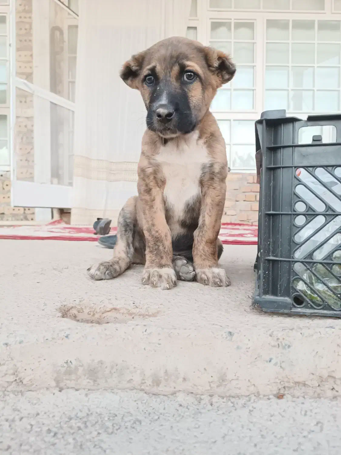 سگ افغان نگهبان اصیل|سگ|چابهار, |دیوار