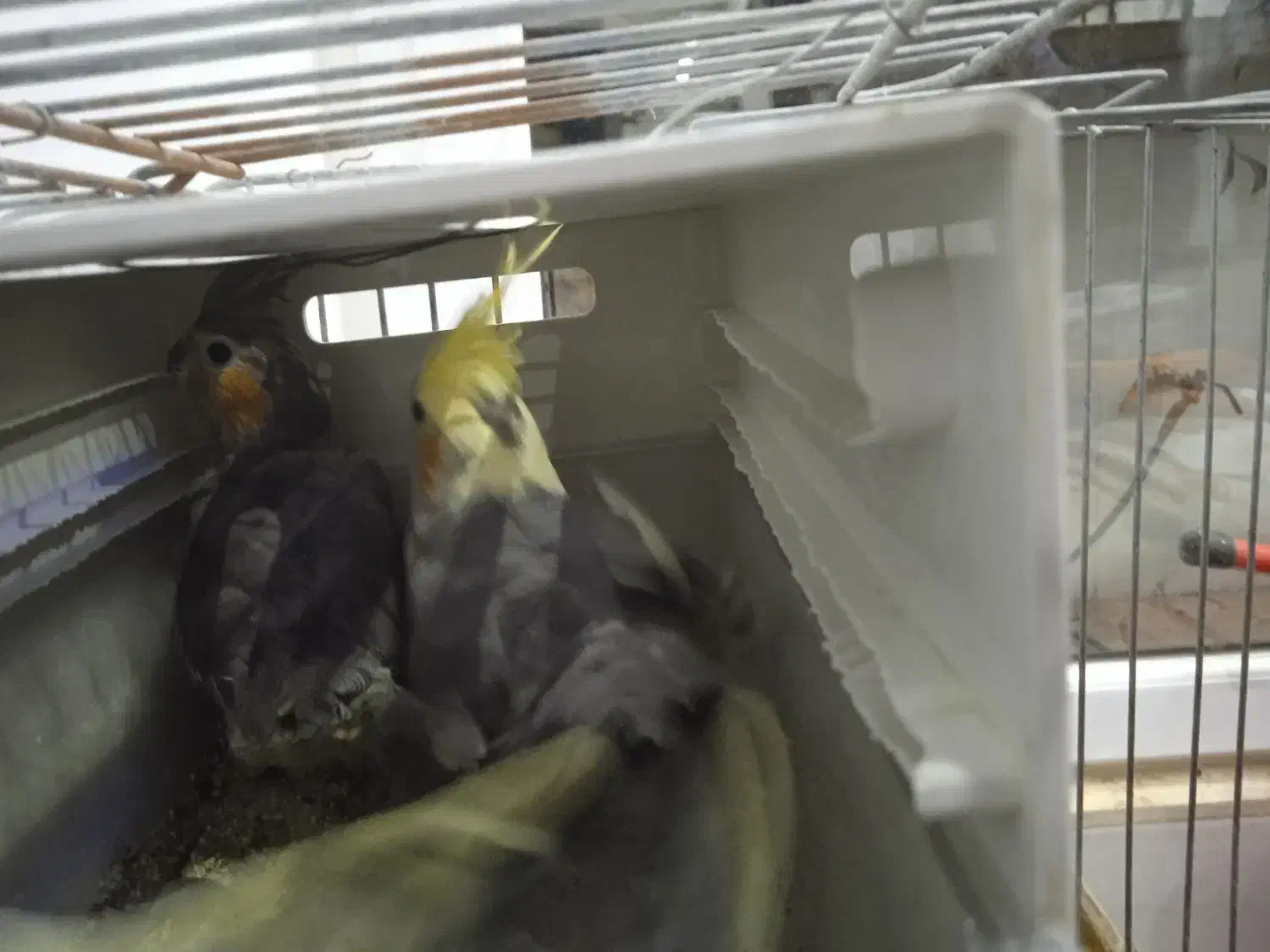 پرنده|پرنده|پیشوا, |دیوار