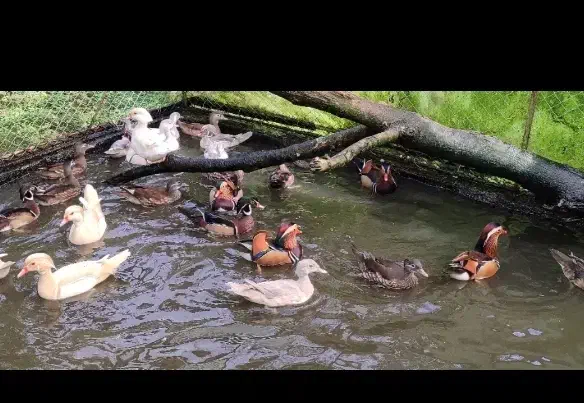 ماندارین و کارولین|حیوانات مزرعه|لاهیجان, کوی آزادگان|دیوار