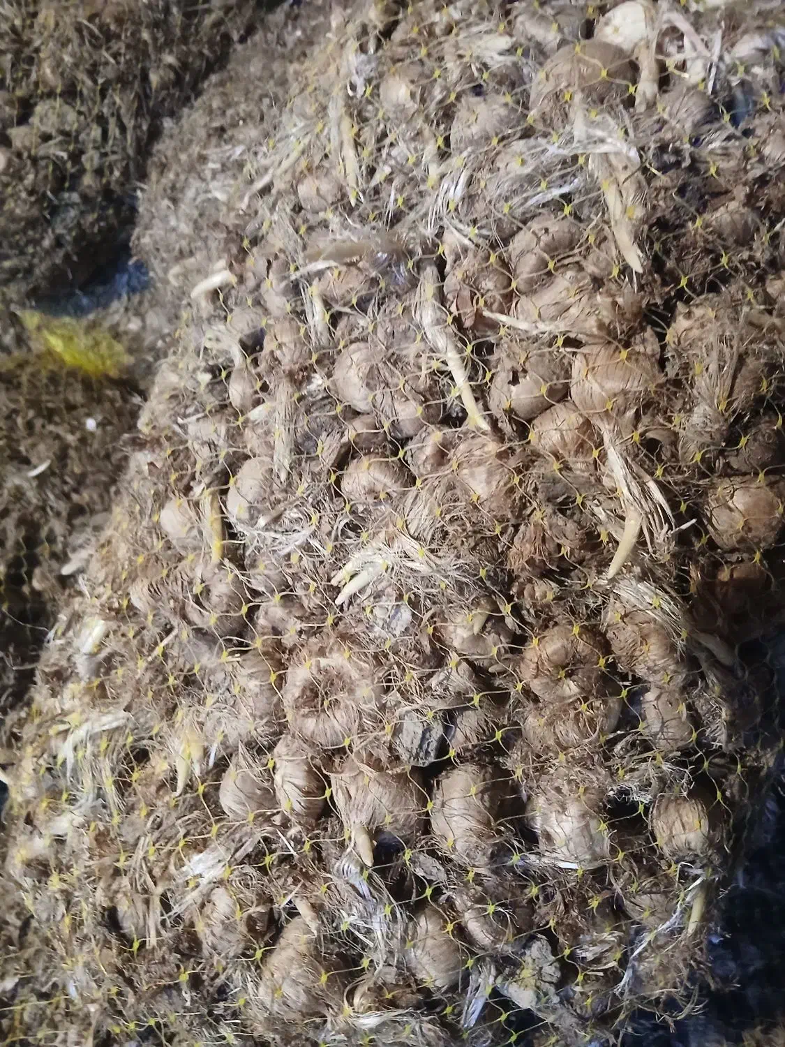 ۲تن پیاز داخل طوری اماده فروش|خوردنی و آشامیدنی|سبزوار, قصبه شرقی|دیوار