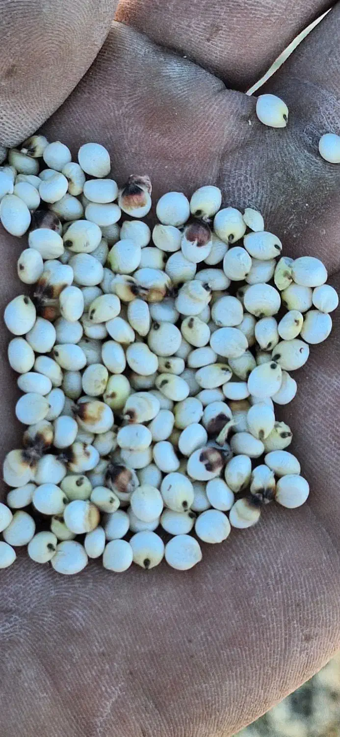 ذرت واسه ارد خوراک دام|لوازم جانبی حیوانات|ریگ ملک, |دیوار