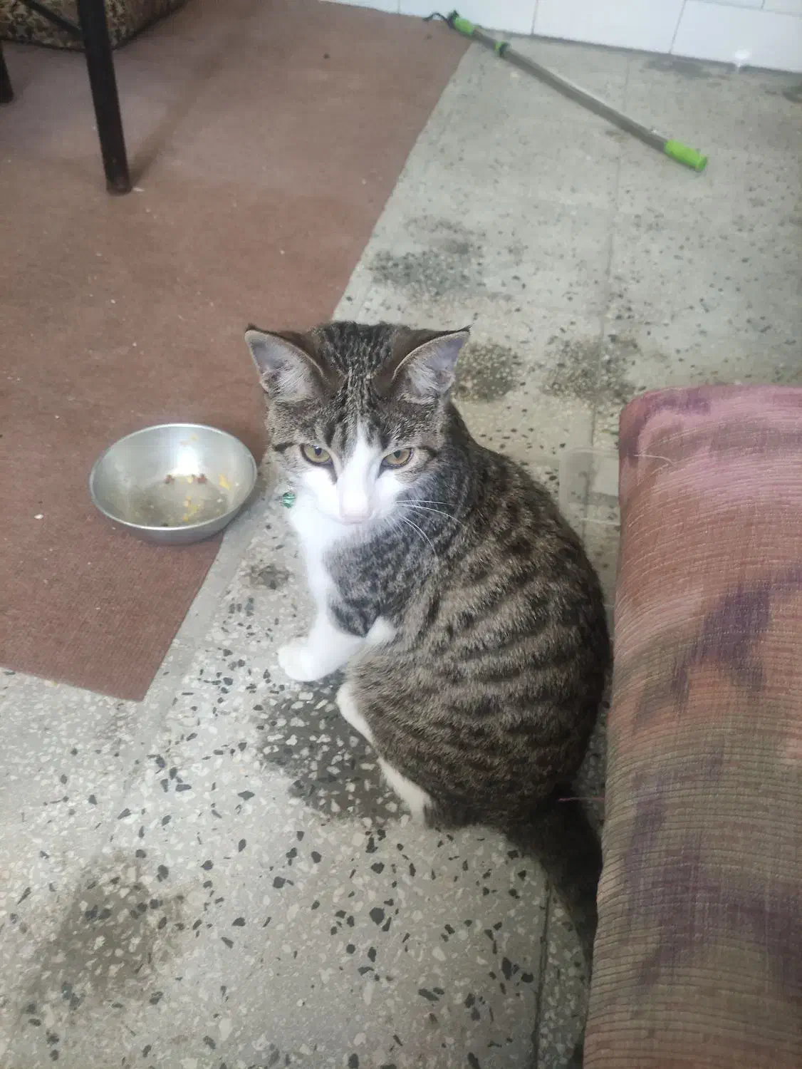 واگزاری گربه رایگان|گربه|مرودشت, فاز دوم شهرک فرهنگیان|دیوار