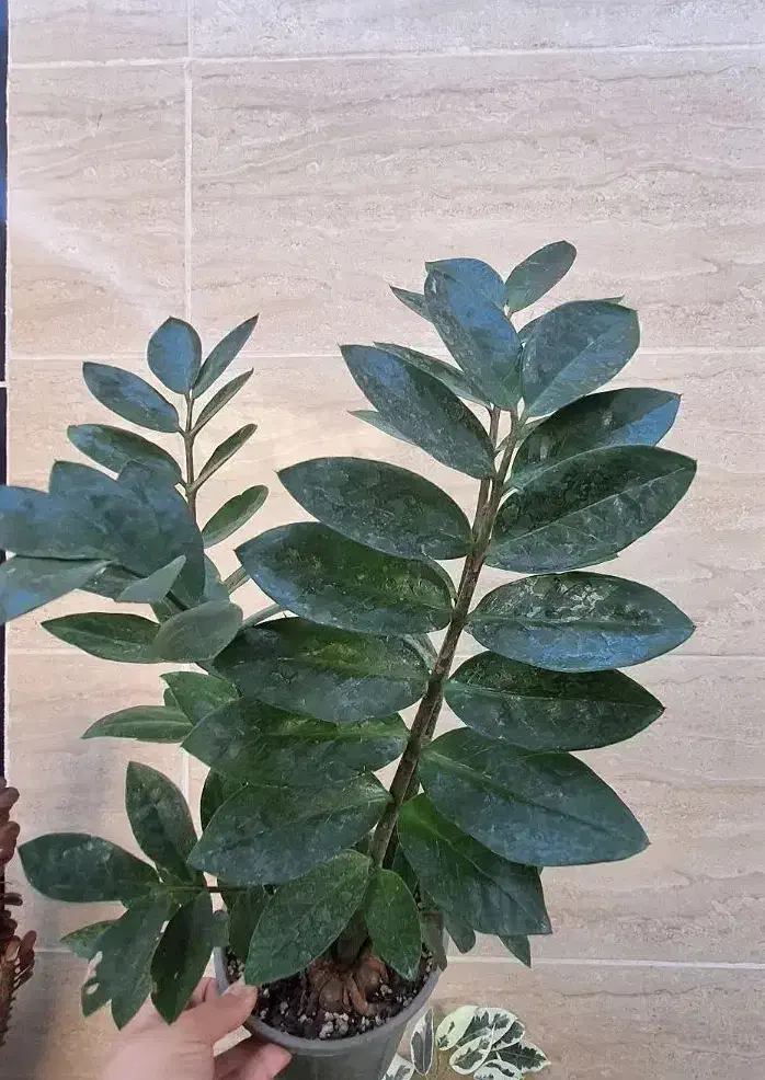 حراج گل وگلدان|گل و گیاه طبیعی|آبدانان, |دیوار