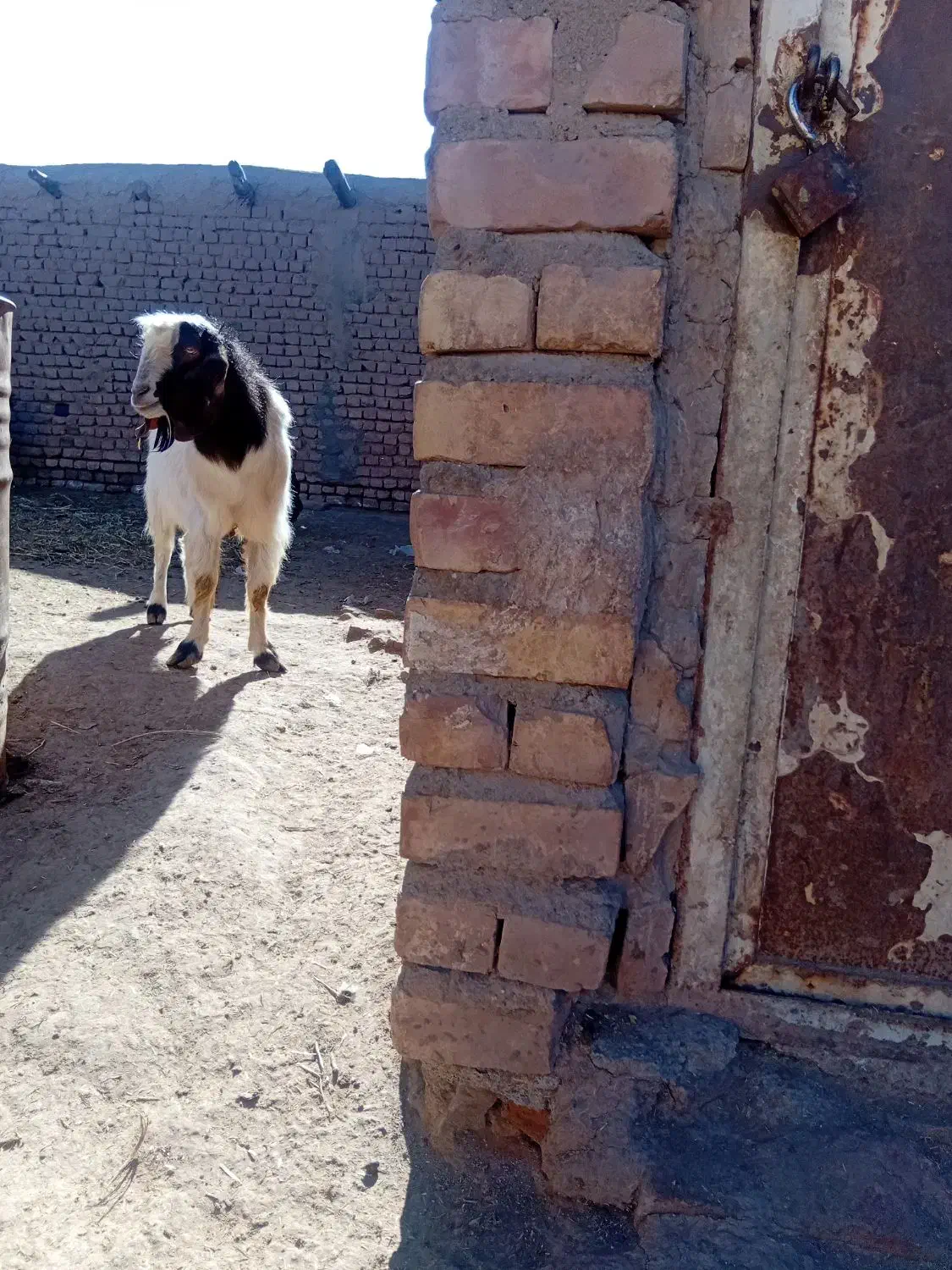 نربز|حیوانات مزرعه|نیشابور, دربقاضی|دیوار