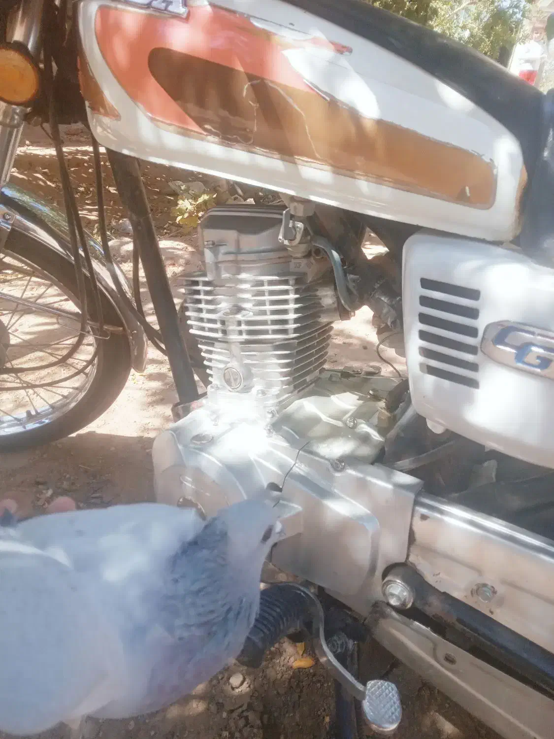 کفتر ماده به شرط پریدن|پرنده|زرند, |دیوار