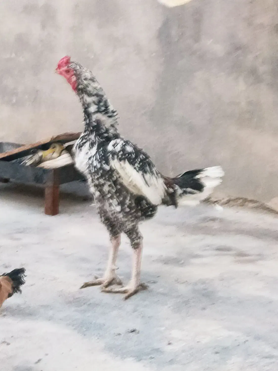 لاری|حیوانات مزرعه|سرپل ذهاب, |دیوار