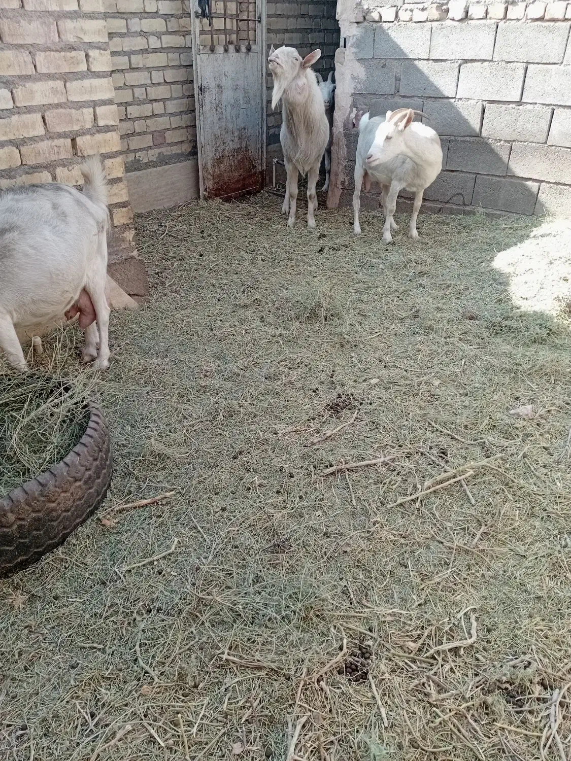 بزسانا|حیوانات مزرعه|رفسنجان, |دیوار