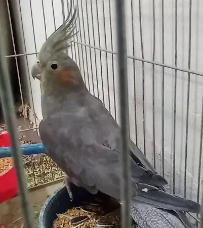 عروس هلندی ماده|پرنده|کرباسک, |دیوار