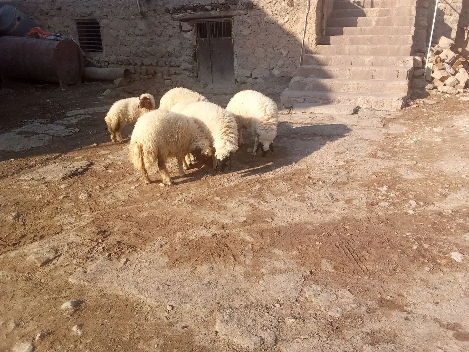 بره پروار|حیوانات مزرعه|کارزان, |دیوار