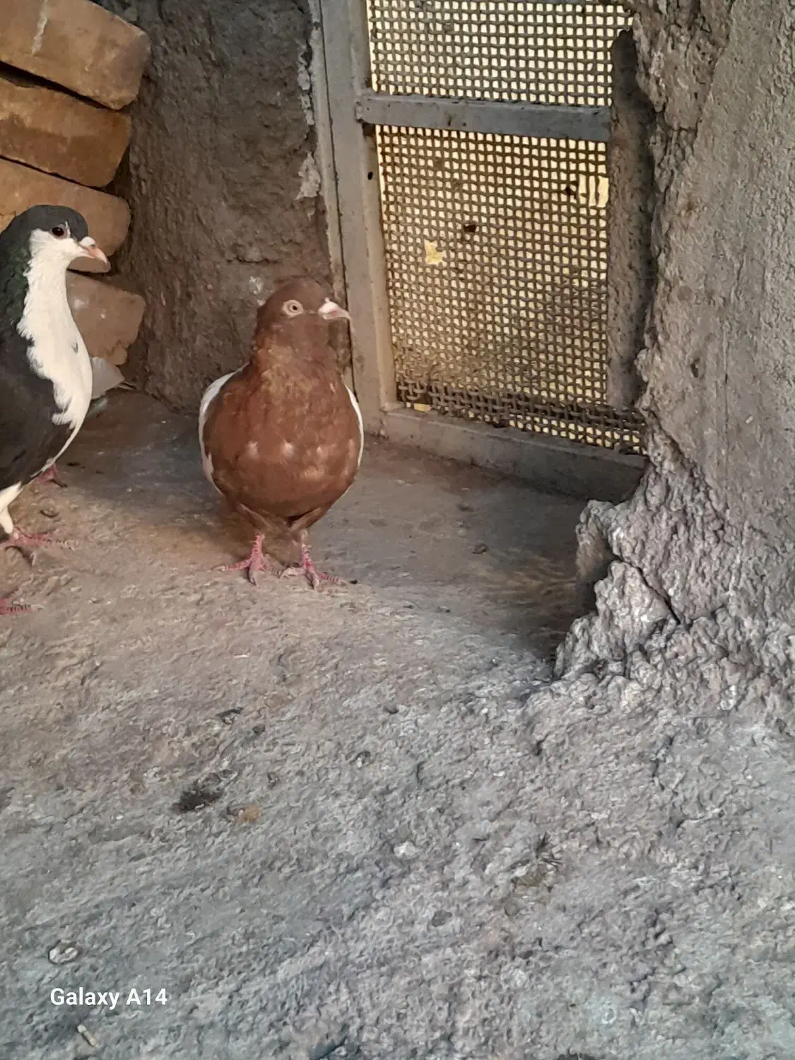 کبوتر|پرنده|رفسنجان, |دیوار