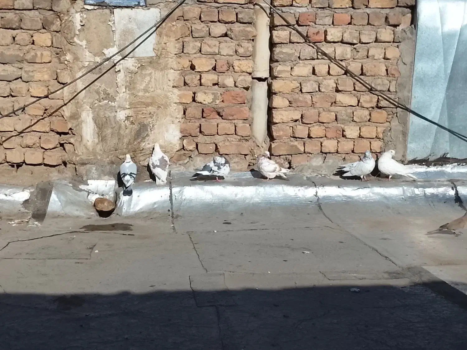 ۶عددکفترسالم|پرنده|قم, انسجام|دیوار