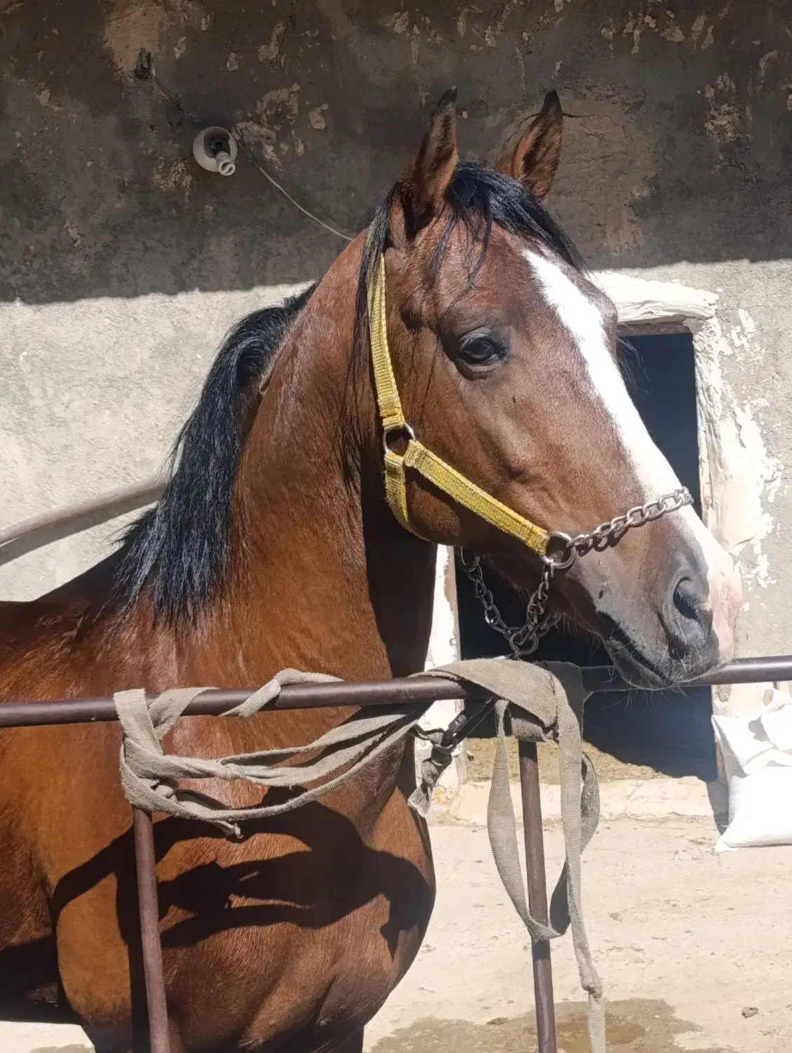 اسب|اسب و تجهیزات اسب‌سواری|چهاردانگه (تهران), |دیوار