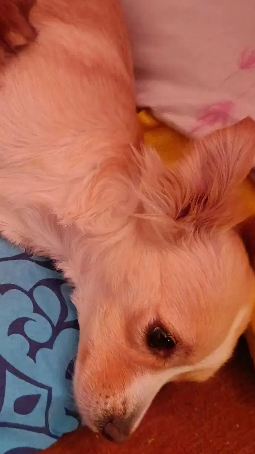 گمشده|حیوانات|شیراز, شهرک فرهنگیان|دیوار