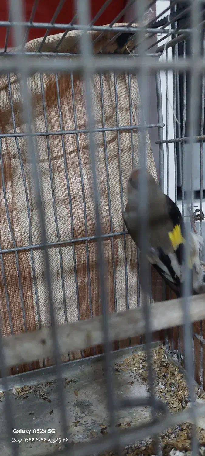 پرنده|پرنده|تربت جام, حافظ|دیوار