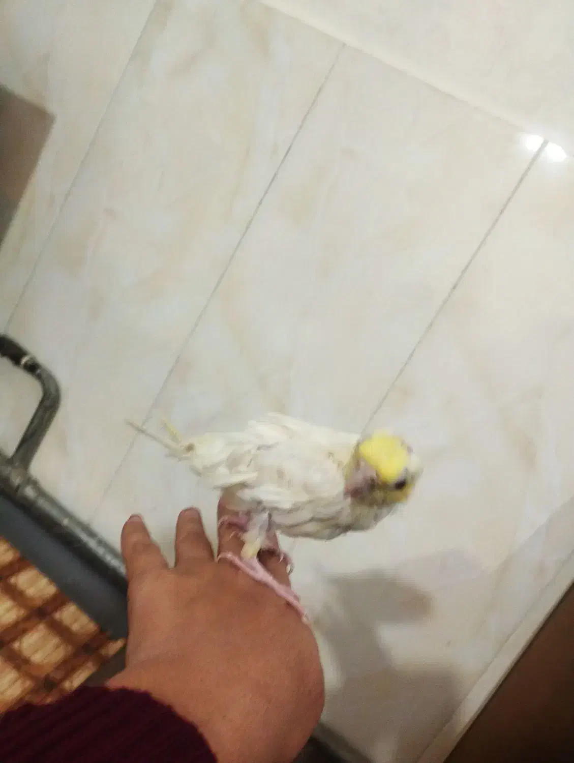 عروس هلندی|پرنده|مرند, |دیوار