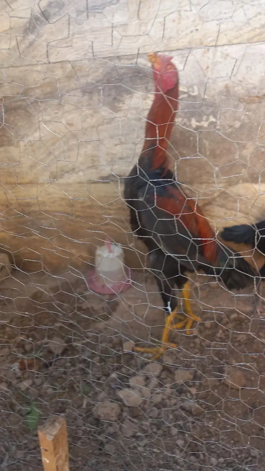 خرروس لاری ۸ ماهه جوان و اصیل|حیوانات مزرعه|شیراز, قلعه نو|دیوار