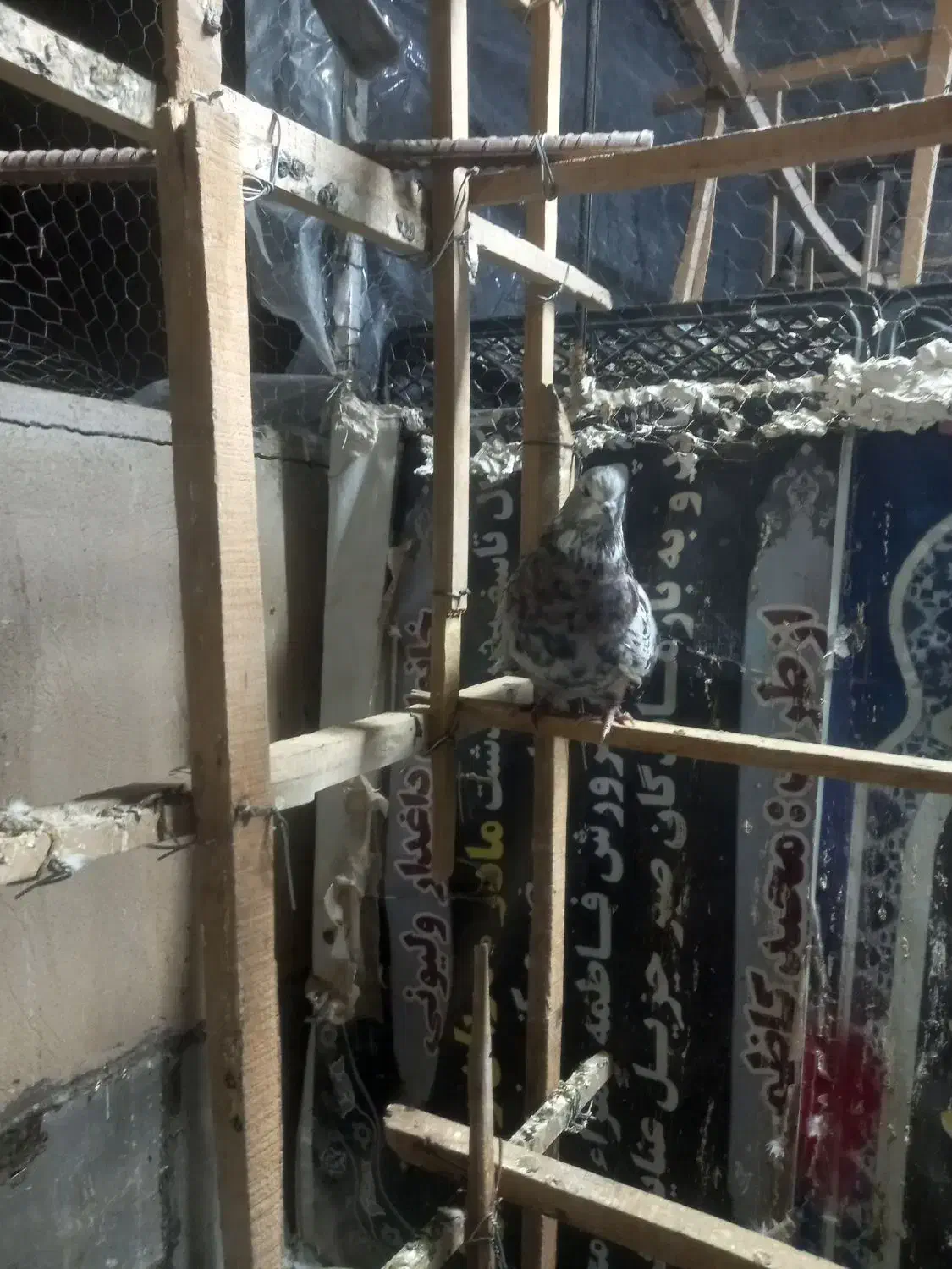 کبوتر پرشی|پرنده|ری, فیروزآبادی|دیوار