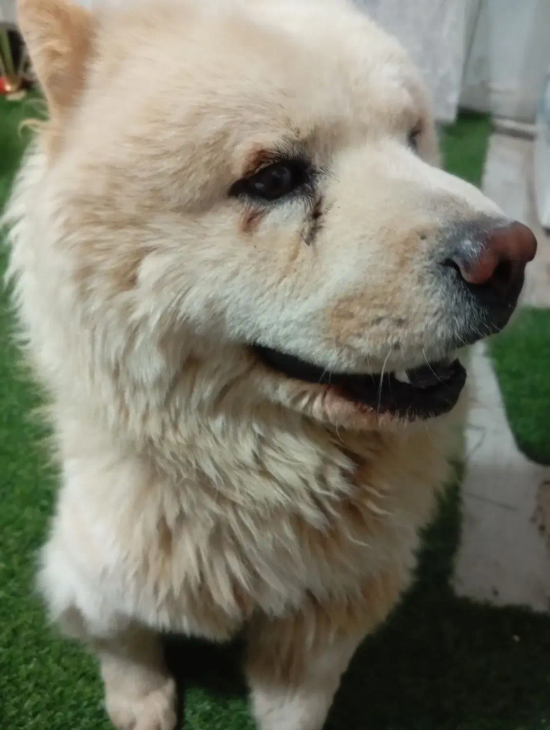 سگ چاوچاو اصیل زبون بنفش|سگ|کرج, دولتآباد|دیوار