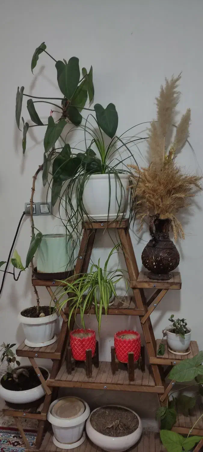 گل طبیعی با گلدان|گل و گیاه طبیعی|شیراز, کرونی(خاتونک)|دیوار