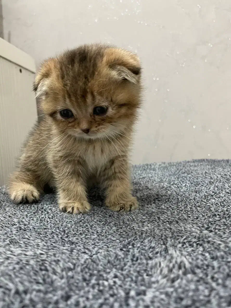 گربه اسکاتیش|گربه|کرج, ساماندهی|دیوار