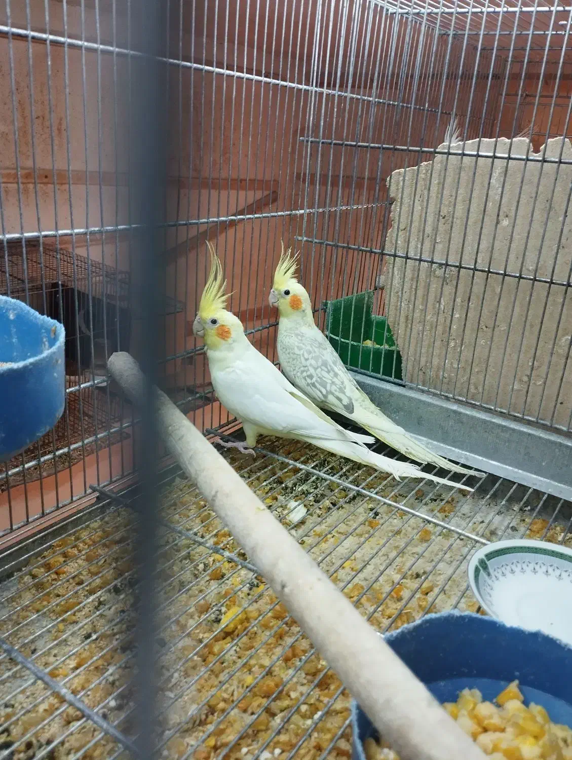 عروس هلندی با ۳تا جوجه یک ماهه|پرنده|بناب, |دیوار