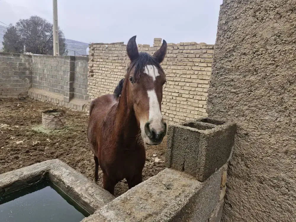 فروش اسب|اسب و تجهیزات اسب‌سواری|طسوج, |دیوار