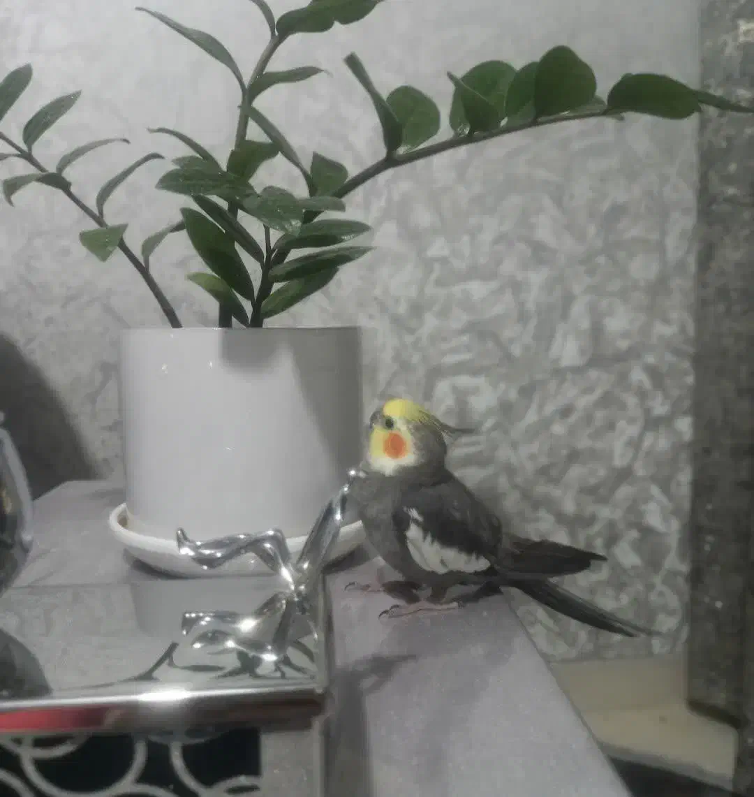 گمشده|حیوانات|ملایر, |دیوار