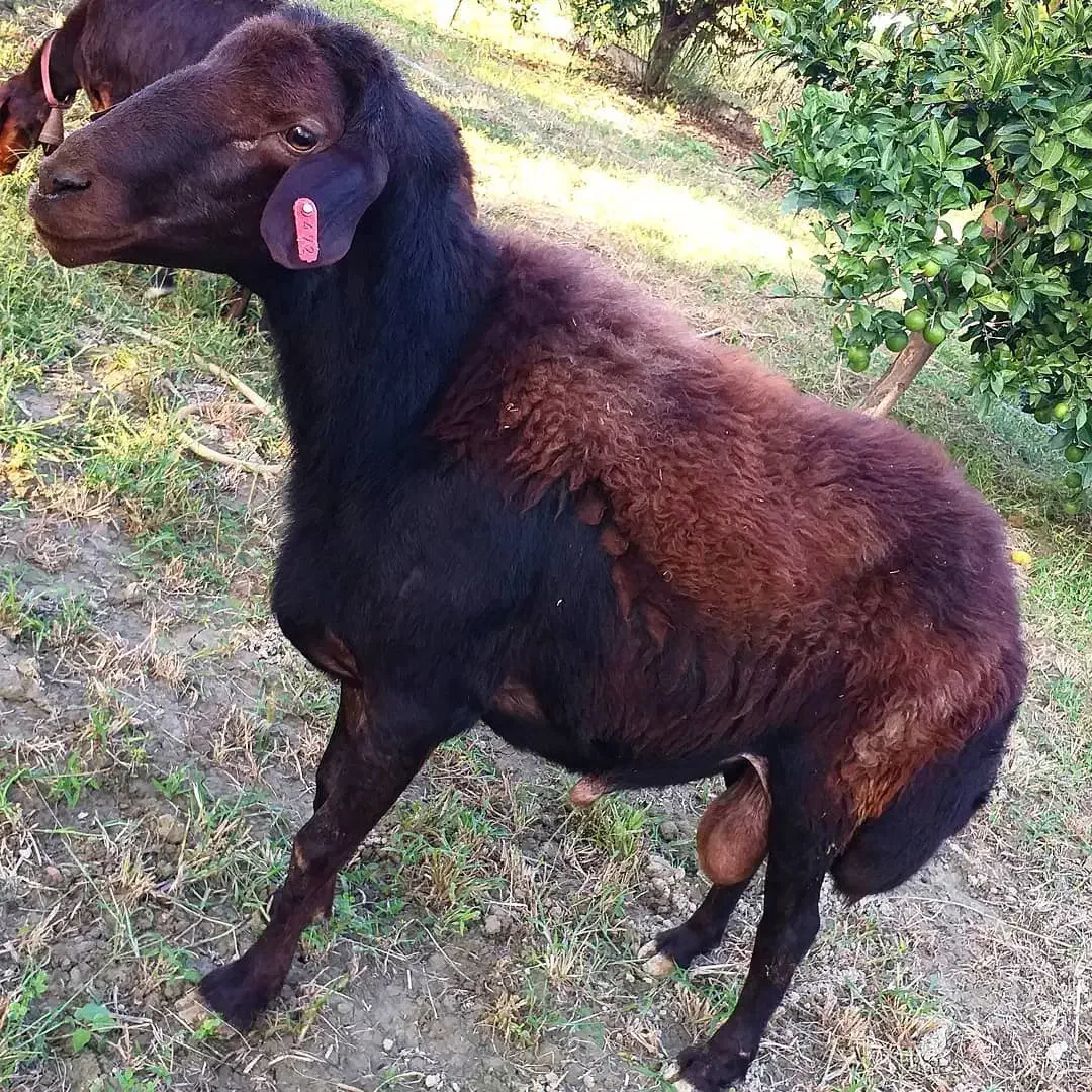 ذبح سلاخ سلاخی گاو گوسفند گوساله قصاب قصابی|خدمات پذیرایی، مراسم|زنجان, |دیوار