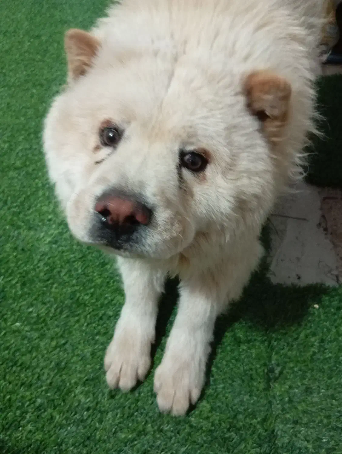 سگ چاوچاو اصیل|سگ|کرج, اصفهانیها|دیوار